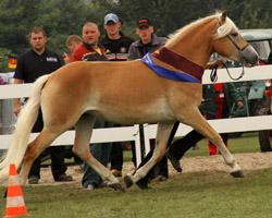 Dreijährige Siegerstute Aniara v. liz. Aurel / Elite Arthos (Z.u.B.: Haflingergestüt Reimer, Zarnewanz).